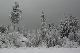 Winter Activities